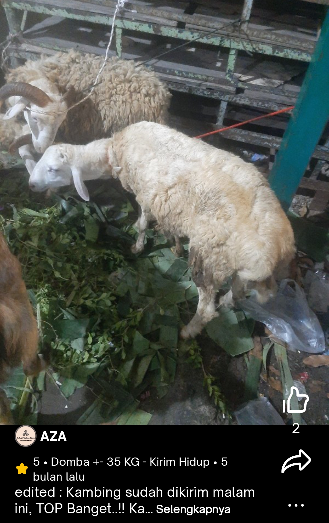 Foto dari Pequrban